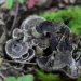 champignon